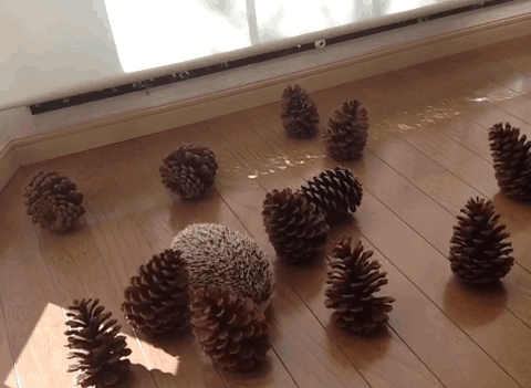 这里只有一些松果.