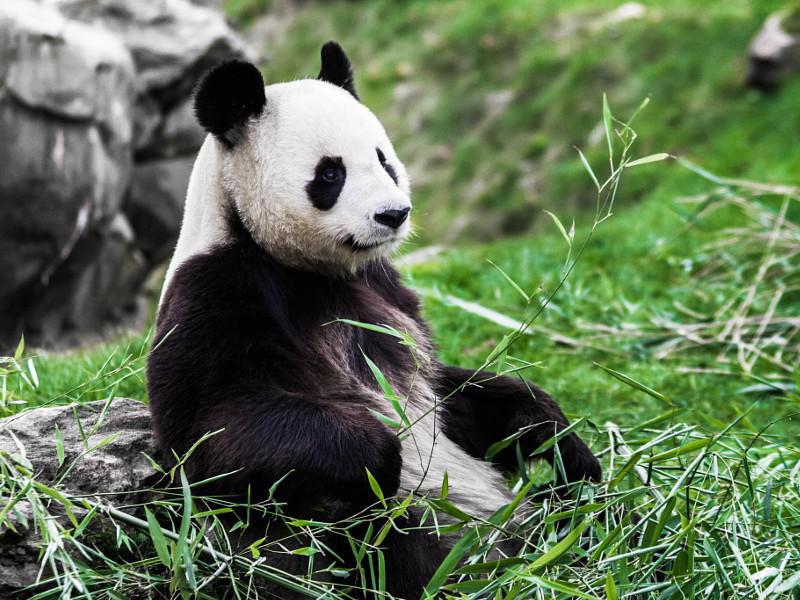 壁纸 大熊猫 动物 800_600