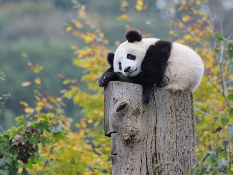 一组卖萌的大熊猫宝宝,心都萌化了!
