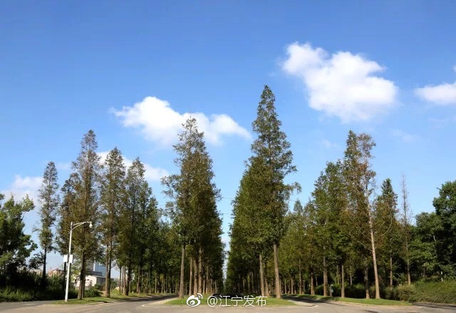 绿化工程预算_江宁区一般预算收入