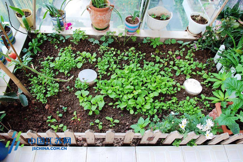 怎样种菜心长得快又嫩 W020180215354336681488.jpg