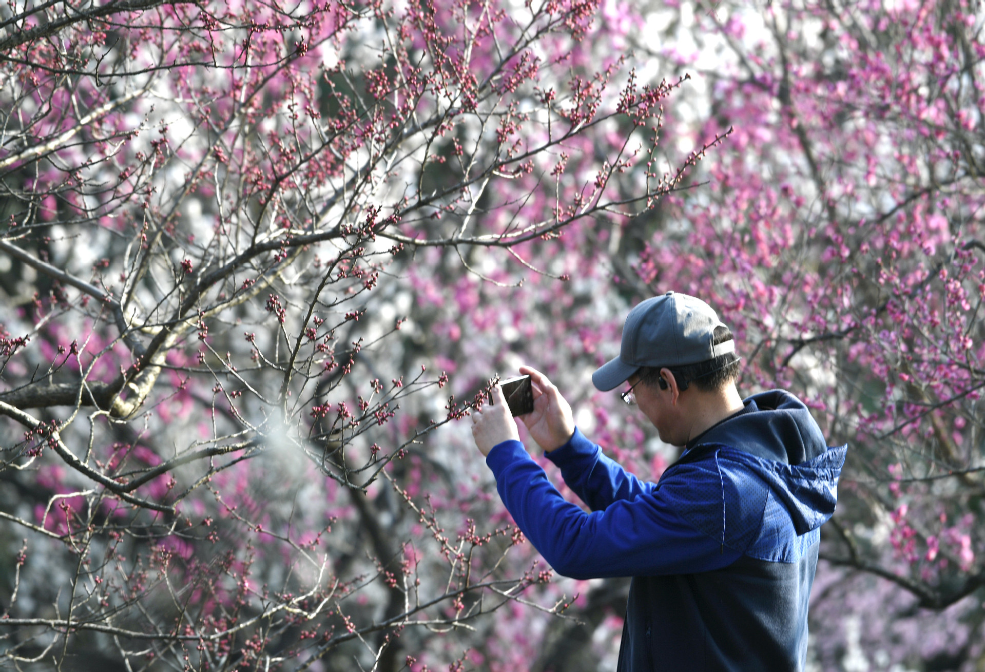 2021年2月16日，南京市，梅花山的数万株梅花进入盛花期，吸引市民和游客前来观赏。 杨素平 摄