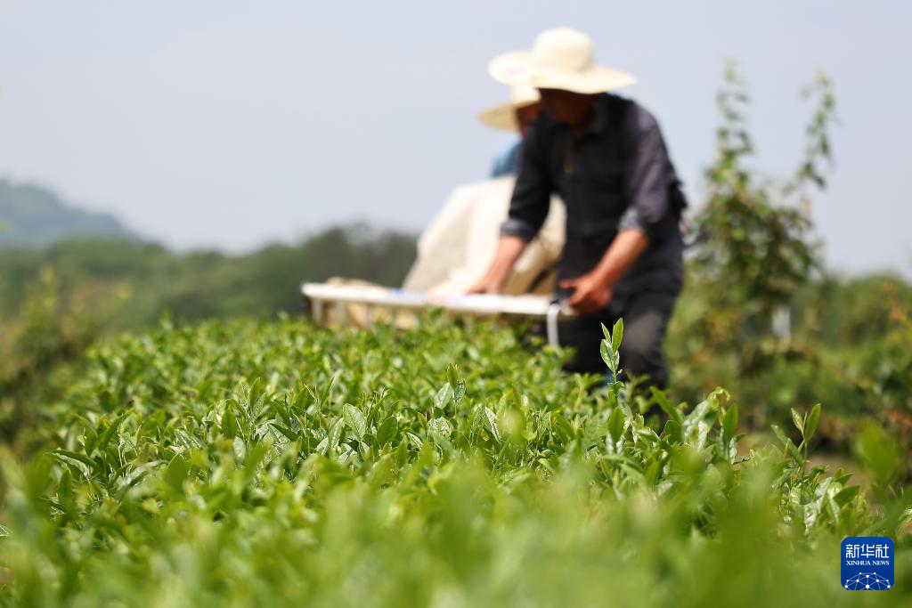 江苏句容:机械采茶提速增效促增收