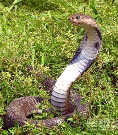 世界最长的毒蛇